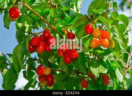 Reife Kirschen der Kornelkirsche, Cornus Mas, bereit um zu holen. Turkei. Stockfoto