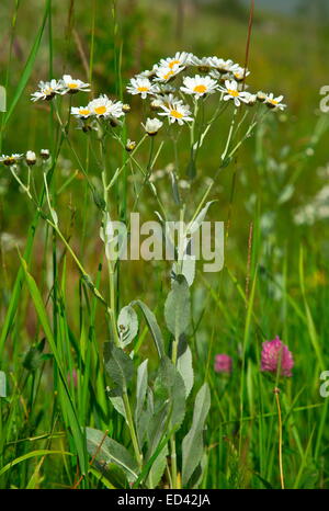 Costmary, oder Alecost, Tanacetum Balsamita, Heilpflanze, wild in der Türkei. Stockfoto