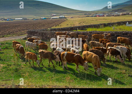 Hirtenjunge mit seiner Herde Kühe zwischen Ani und Kars in der abgelegenen trockenen Teil des Nordost-Türkei Stockfoto