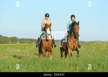 Zwei junge Reiter auf der Rückseite des deutschen Warmblut Pferde galoppieren auf einer Wiese im Sommer Stockfoto