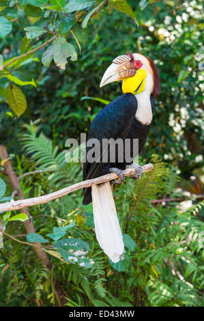 Bekränzt Hornbill oder Bar-pouched umkränzter Hornbill (Rhyticeros Undulatus), Bali Bird Park, Indonesien Stockfoto