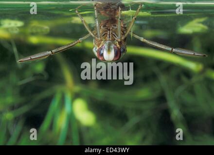 Backswimmer - gemeinsame Wasser Schiffer (Notonecta Glauca) durchatmen an der Oberfläche des Wassers Stockfoto