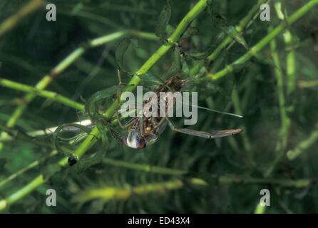 Backswimmer - gemeinsame Wasser Schiffer (Notonecta Glauca) Schwimmen unter Wasser Stockfoto