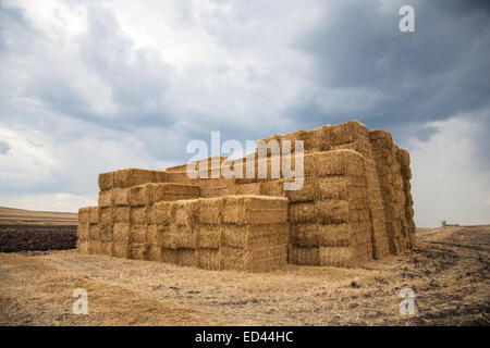 Haufen von Strohballen in einem bewölkten Tag. Stockfoto