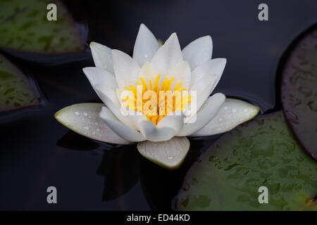 Bild von blühenden Seerosen Ahter Regen Stockfoto