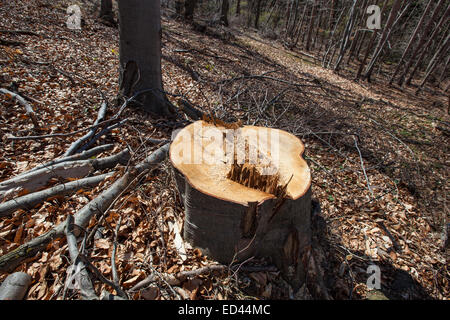 Protokollierung von großen Bäumen im Wald vor dem Frühjahr. Stockfoto