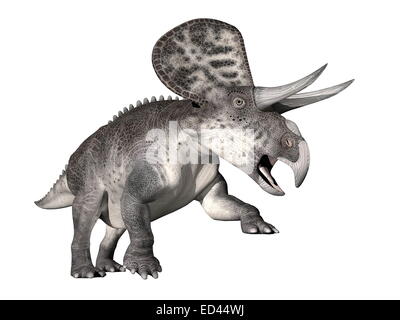 Zuniceratops Dinosaurier zu Fuß hinauf in weißem Hintergrund Stockfoto