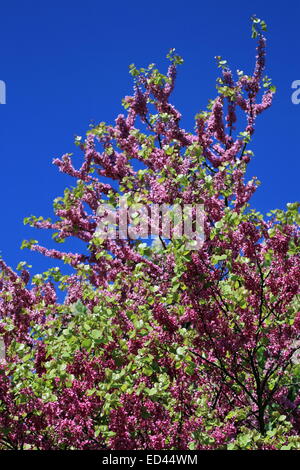 Blumen auf einen Judasbaum durch schönes Wetter Stockfoto