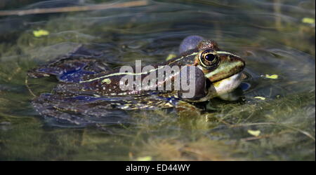 Frosch im Teich schwimmen und quaken um zwei Blasen um seinen Kopf Stockfoto