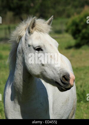 Porträt von typischen Camargue weißes Pferd stehen auf einer Wiese, Frankreich Stockfoto