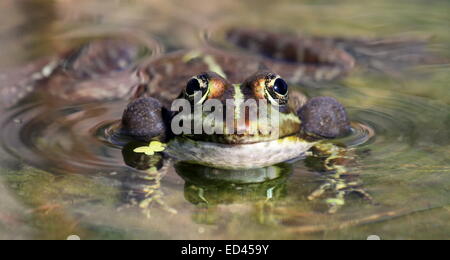 Gesicht der Frosch im Teich schwimmen und quaken um zwei Blasen um seinen Kopf Stockfoto