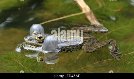 Frosch im Teich schwimmen und quaken um zwei Blasen um seinen Kopf Stockfoto