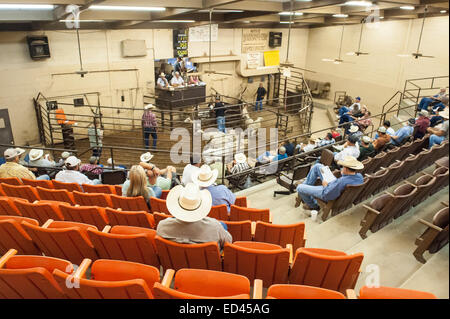 Schaf-Auktion, San Angelo, TX, USA Stockfoto