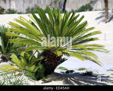 CYCAS Revoluta - König Sago - Sago Cycad - japanische Sagopalme und hellen Sand Stockfoto