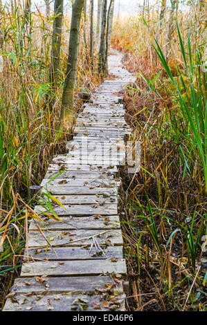 Alten Holzsteg schneidet durch das Schilf Stockfoto