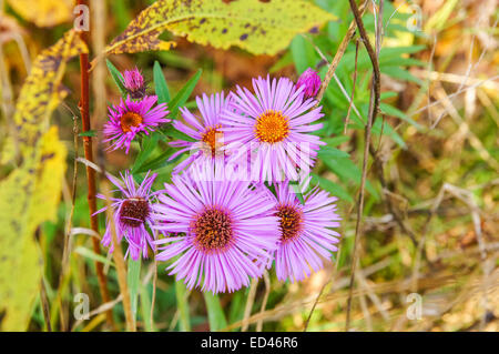 Die europäischen Bergaster (Aster Amellus) Blumen Stockfoto