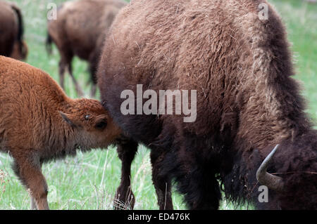 Baby Buffalo Säugling von der Mutter im Custer State Park in South Dakota Stockfoto