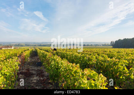 Francueil Dorf, in Zentral Frankreich. Reihen von Reben mit einem blauen Himmel. Stockfoto