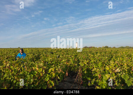 Francueil Dorf, in Zentral Frankreich. Reihen von Reben mit einem blauen Himmel. Stockfoto