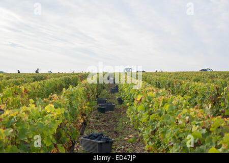 Francueil Dorf, in Zentral Frankreich. Reihen von Reben mit vollen Kartons der Trauben bereit für den Umzug. Stockfoto