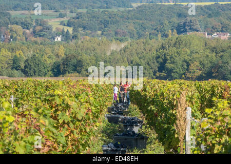 Francueil Dorf, in Zentral Frankreich. Grape picking Tag im Weinberg, volle Kisten von Trauben zwischen den Reihen von Reben. Stockfoto