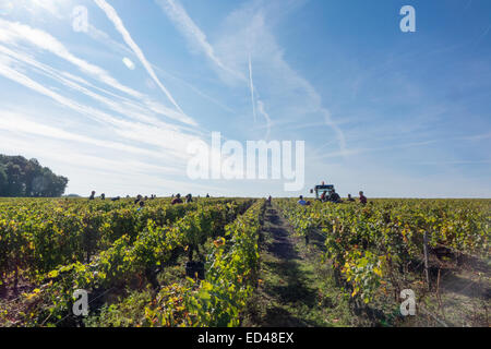 Francueil Dorf, in Zentral-Frankreich. Reihen von Weinreben, Traktor, Männer und blauer Himmel mit Kondensstreifen. Stockfoto