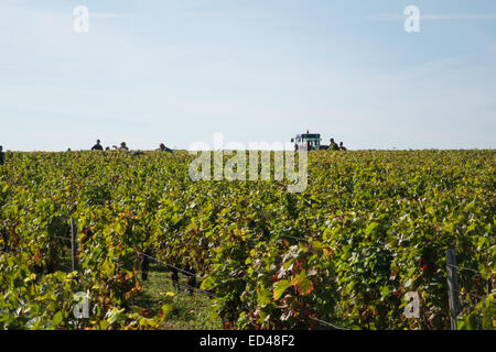 Francueil Dorf, in Zentral Frankreich. Grape picking Tag im Weinberg mit dem Einheimischen für die lokalen Touraine Wein Stockfoto