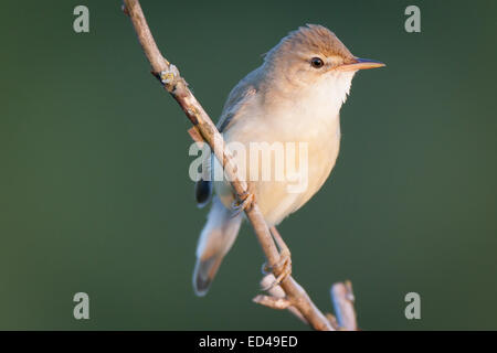 Marsh Warbler (Acrocephalus Palustris). Wildvögel in einen natürlichen Lebensraum. Stockfoto