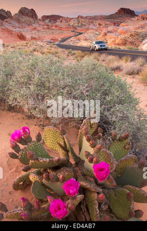 Straße durch Valley of Fire State Park, in der Nähe von Las Vegas, Nevada. Stockfoto