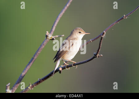 Marsh Warbler (Acrocephalus Palustris). Wildvögel in einen natürlichen Lebensraum. Stockfoto