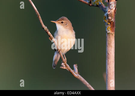 Marsh Warbler (Acrocephalus Palustris). Wildvögel in einen natürlichen Lebensraum. Stockfoto