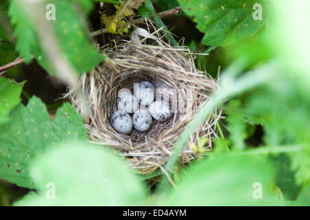 Marsh Warbler (Acrocephalus Palustris). Wildvögel in einen natürlichen Lebensraum. Nest. Stockfoto