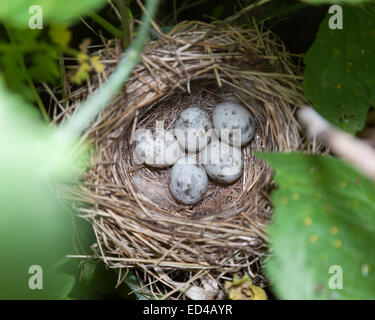 Marsh Warbler (Acrocephalus Palustris). Wildvögel in einen natürlichen Lebensraum. Nest. Stockfoto