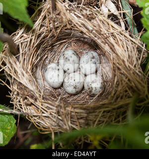 Marsh Warbler (Acrocephalus Palustris). Wildvögel in einen natürlichen Lebensraum. Nest. Stockfoto