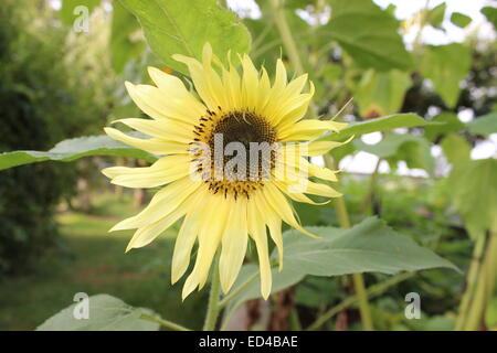 Sonnenblume im Morgengrauen Stockfoto