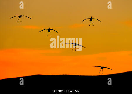 Sandhill Kran Grus Canadensis Bosque del Apache National Wildlife Refuge, New Mexico, USA 15 Dezember Gruppe Stockfoto