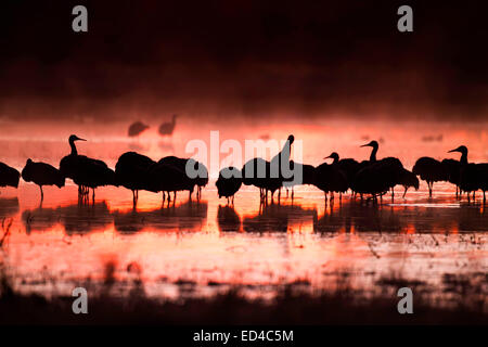 Sandhill Kran Grus Canadensis Bosque del Apache National Wildlife Refuge, New Mexico, USA 15 Dezember Gruppe Stockfoto