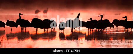 Sandhill Kran Grus Canadensis Bosque del Apache National Wildlife Refuge, New Mexico, USA 15 Dezember Gruppe Stockfoto