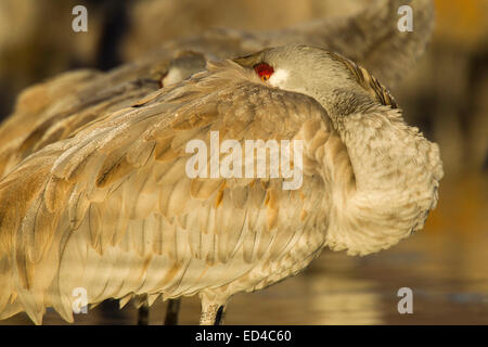 Sandhill Kran Grus Canadensis Bosque del Apache National Wildlife Refuge, New Mexico, USA 16 Dezember Erwachsene Stockfoto