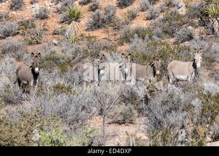 Fünf wilde Esel in der Mojave Wüste in Süd Nevada. Stockfoto