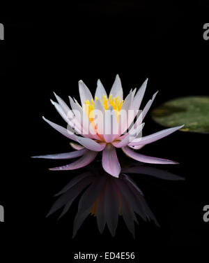 Seerose im Teich mit Reflexion Stockfoto