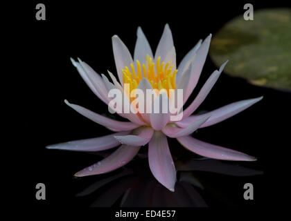 Nahaufnahme von einer Seerose auf dem Teich Stockfoto