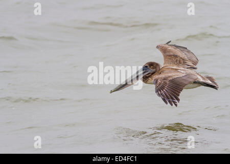 Juvenile braune Pelikan im Flug am Pelican Island, Galveston. Stockfoto