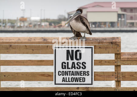 Juvenile Brown Pelican thront auf Angelpier Zaun auf Pelican Island, Galveston, Texas. Stockfoto