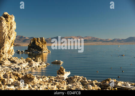 Die berühmten Tuffstein-Formationen am Mono Lake, Kalifornien, USA, mit schwarzen Necked Haubentaucher, Stockfoto