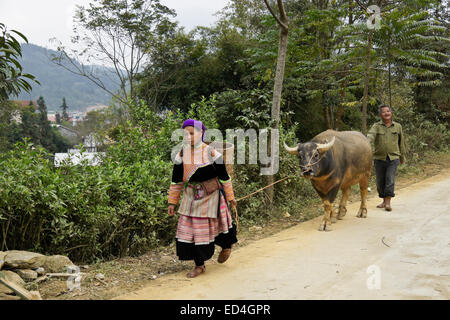 Flower Hmong paar mit Wasserbüffel, Bac Ha, Sapa (Sa Pa), Vietnam Stockfoto