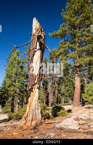 Eine abklingende Baumstumpf in einem ausgetrockneten Wiese im Yosemite Nationalpark, Kalifornien, USA. Die meisten der Califoprnia ist in außergewöhnliche Trockenheit, die höchste Klassifizierung der Dürre. Stockfoto