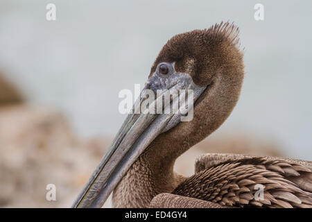 Juvenile Brown Pelican im Sea Wolf Park auf Pelican Island, Galveston, Texas. Stockfoto