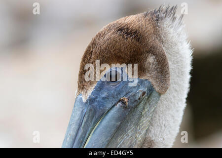 Juvenile Brown Pelican im Sea Wolf Park auf Pelican Island, Galveston, Texas. Stockfoto