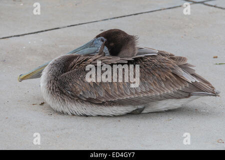 Juvenile Brown Pelican in Sea Wolf Park auf Pelican Island, Galveston, Texas. Stockfoto